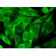 PIKE Antibody (G-9) - Immunofluorescence - Image 378642 