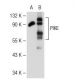 PIKE Antibody (G-9) - Western Blotting - Image 109564 