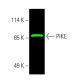 PIKE Antibody (G-9) - Western Blotting - Image 388205
