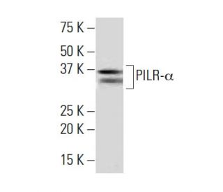 PILR-&alpha; Antibody (47-12) - Western Blotting - Image 33660