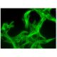 PILR-α/β Antibody (H-2) - Immunofluorescence - Image 295421 