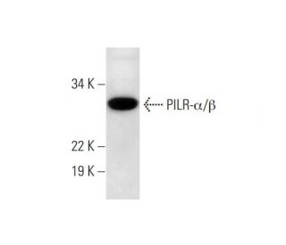 PILR-&alpha;/&beta; Antibody (H-2) - Western Blotting - Image 290823 