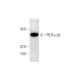 PILR-α/β Antibody (H-2) - Western Blotting - Image 290823 