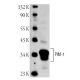 Pim-1 Antibody (12H8) - Western Blotting - Image 1936