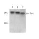 Pim-1 Antibody (12H8) - Western Blotting - Image 375153 