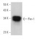 Pim-1 Antibody (12H8) - Western Blotting - Image 375154 