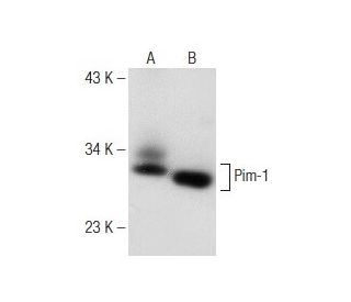 western blotting image from recommended Pim-1 (G-11) monoclonal antibody replacement. Image 148789