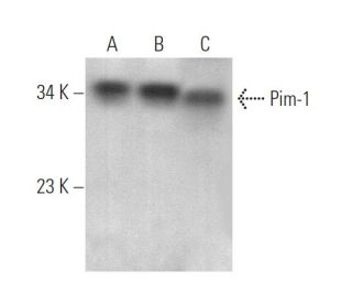 Pim-1 Antibody (12H8) - Western Blotting - Image 375153