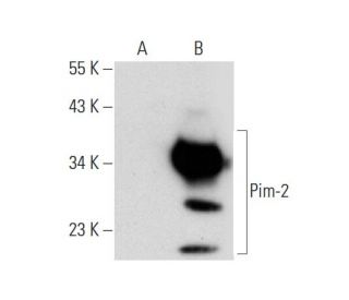 Pim-2 Antibody (D-8) - Western Blotting - Image 137541