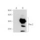Pim-2 Antibody (D-8) - Western Blotting - Image 137541