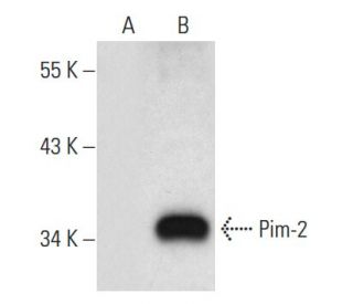 Pim-2 Antibody (F-11) - Western Blotting - Image 55433