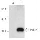 Pim-2 Antibody (F-11) - Western Blotting - Image 55433