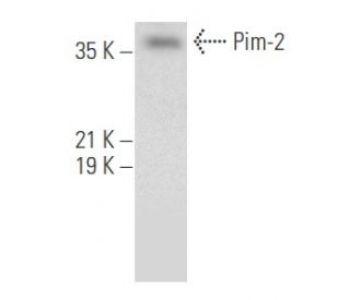 Pim-2 Antibody (F-4) - Western Blotting - Image 355484 