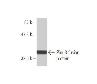 Pim-3 Antibody (4A9) - Western Blotting - Image 350369