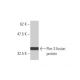 Pim-3 Antibody (4A9) - Western Blotting - Image 350369