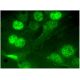 Pin1 Antibody (E-5) - Immunofluorescence - Image 297313 