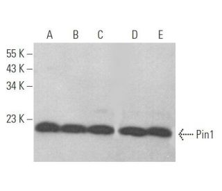 western blotting image from recommended Pin1 (G-8) monoclonal antibody replacement. Image 353353