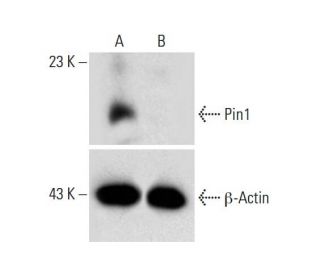 Pin1 HDR Plasmid (h): sc-400485-HDR. Western blot analysis of Pin1 expression in non-transfected control (A) and puromycinEach CRISPR/Cas9 Knockout (KO) Plasmid product consists of a pool of 3 plasmids designed to ensure identification and cleavage of a specific gene for maximum knockout efficiency. Each plasmid encodes a unique 20 nt sequence derived from the GeCKO (v2) library.