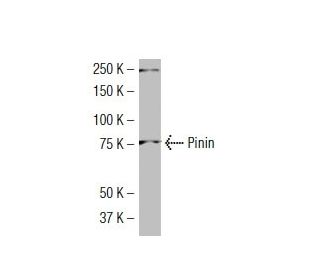Pinin Antibody (4FQ) - Western Blotting - Image 34488