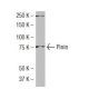 Pinin Antibody (4FQ) - Western Blotting - Image 34488