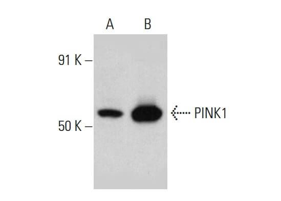 PINK1 Antibody (38CT20.8.5) | SCBT - Santa Cruz Biotechnology