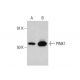 western blotting image from recommended PINK1 (38CT20.8.5) monoclonal antibody replacement. Image 384286