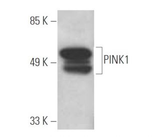 PINK1 Antibody (C-3) - Western Blotting - Image 394986 