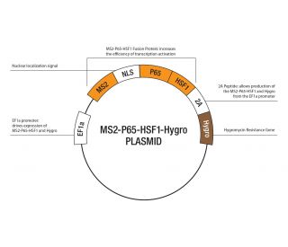 PINK1 CRISPR Knockout and Activation Products (h) | SCBT - Santa