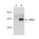 PINX1 Antibody (A-9) - Western Blotting - Image 157478 