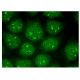 PINX1 Antibody (D-3) - Immunofluorescence - Image 151310 