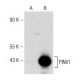 PINX1 Antibody (D-3) - Western Blotting - Image 148785 