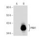 PINX1 Antibody (E-9) - Western Blotting - Image 148787 