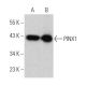 PINX1 Antibody (E-9) - Western Blotting - Image 367372