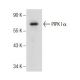 PIPK I α Antibody (B-10) - Western Blotting - Image 157566