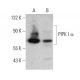 PIPK I α Antibody (B-10) - Western Blotting - Image 358695 