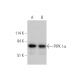 PIPK I α Antibody (D-4) - Western Blotting - Image 346527