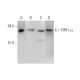 PIPK I α Antibody (D-4) - Western Blotting - Image 351701 