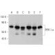 PIPK I α Antibody (D-4) - Western Blotting - Image 358673 