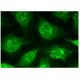 PIPK I α Antibody (E-3) - Immunofluorescence - Image 152189 