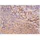 PIPK I α Antibody (E-3) - Immunohistochemistry - Image 263024 