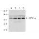 PIPK I α Antibody (F-4) - Western Blotting - Image 308082 