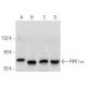 PIPK I α Antibody (F-4) - Western Blotting - Image 358694 
