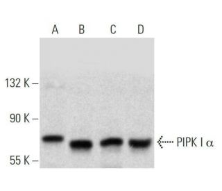 PIPK I α Antibody (F-4) - Western Blotting - Image 358694