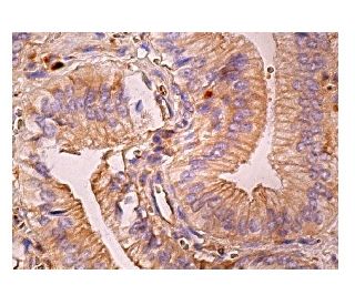 PIPK I Antibody (D-12) - Immunohistochemistry - Image 160306 