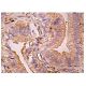 PIPK I Antibody (D-12) - Immunohistochemistry - Image 160306 