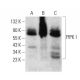 PIPK I Antibody (D-12) - Western Blotting - Image 358696