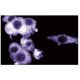 PIPK I γ Antibody (12) - Immunofluorescence - Image 60660