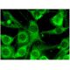PIPK I γ Antibody (D-7) - Immunofluorescence - Image 297213 