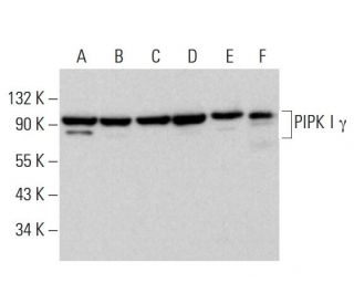 PIPK I γ Antibody (F-11) - Western Blotting - Image 381757