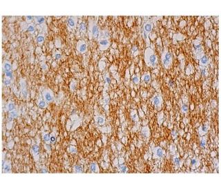 PIPK II Antibody (D-3) - Immunohistochemistry - Image 333959 